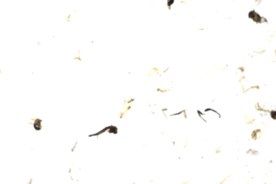 Image 29
